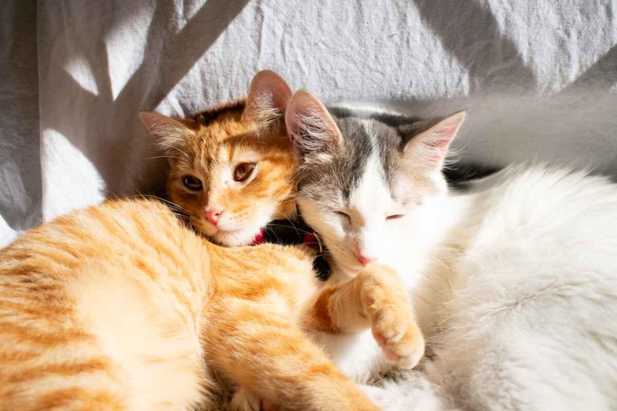dwa koty leżące razem