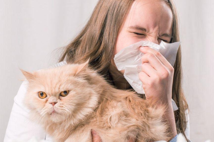 pozbyć się alergii na kota