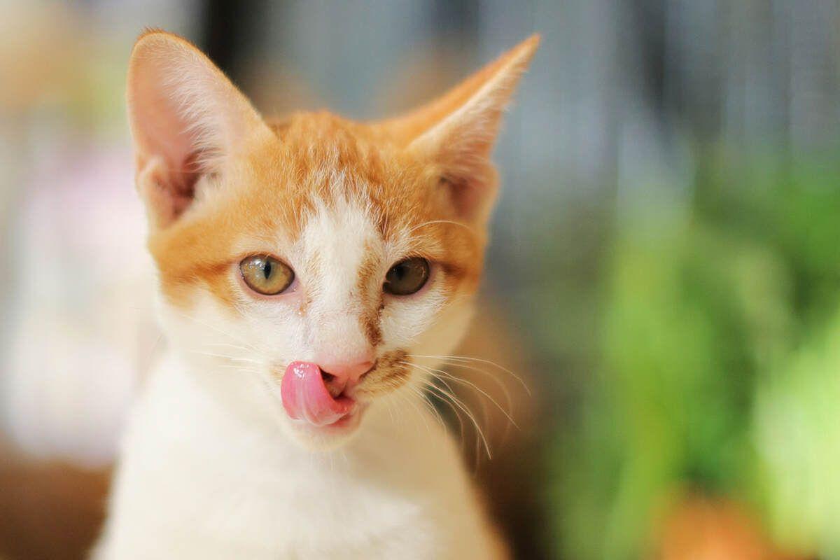 głodny rudy kot