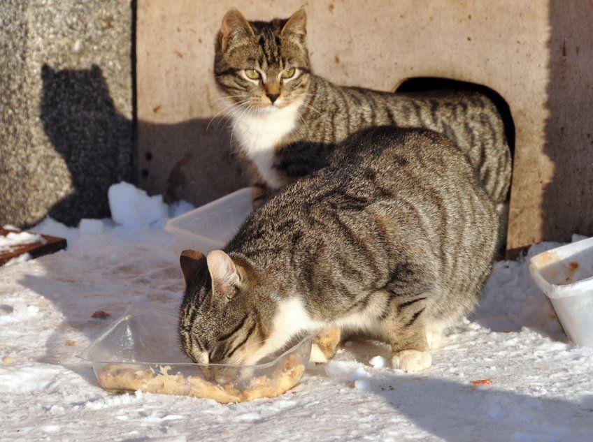 bezdomne koty zimą
