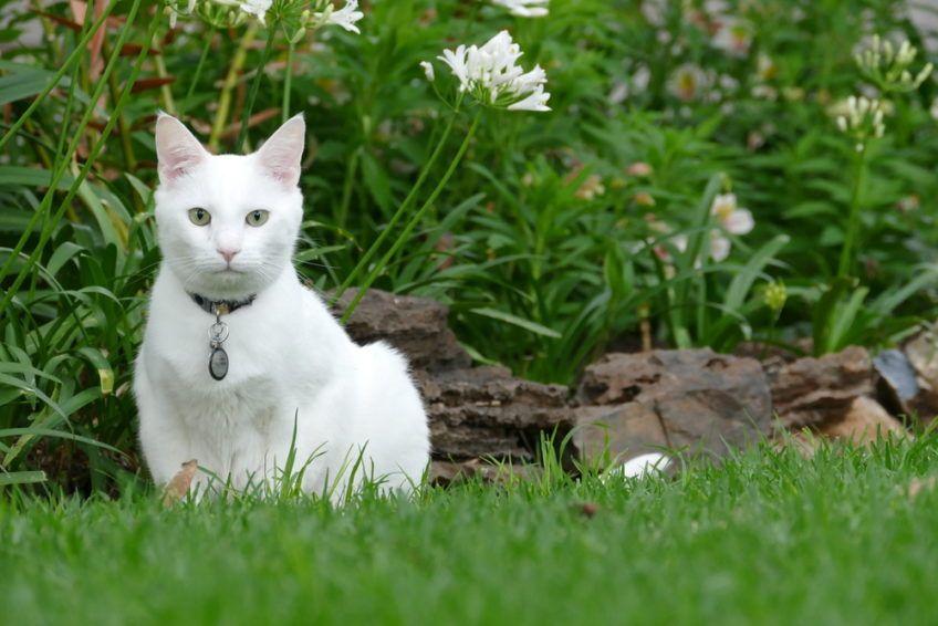biały kot w ogrodzie