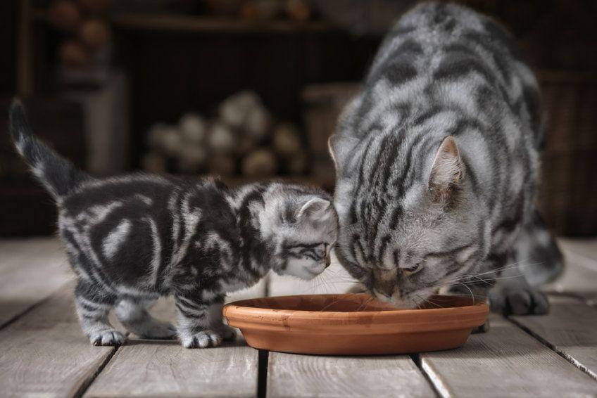 dorosły kot wraz z młodym pije wodę z miski