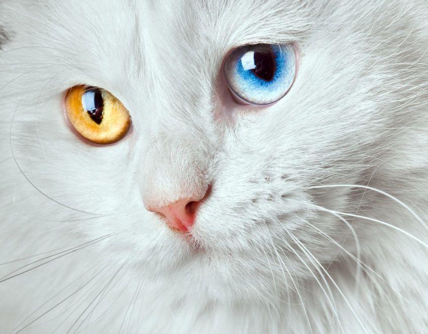 kot z różnokolorowymi oczami