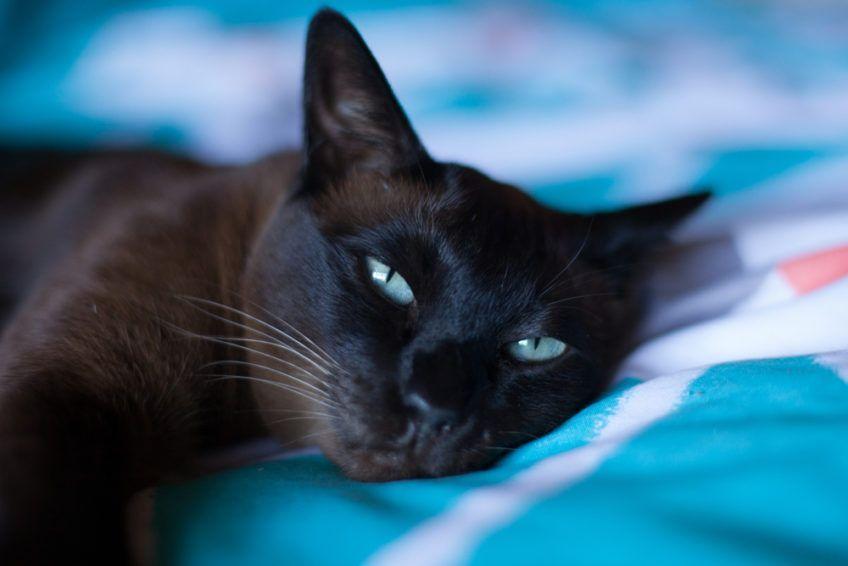 Portret kota tonkijskiego leżącego na pościeli