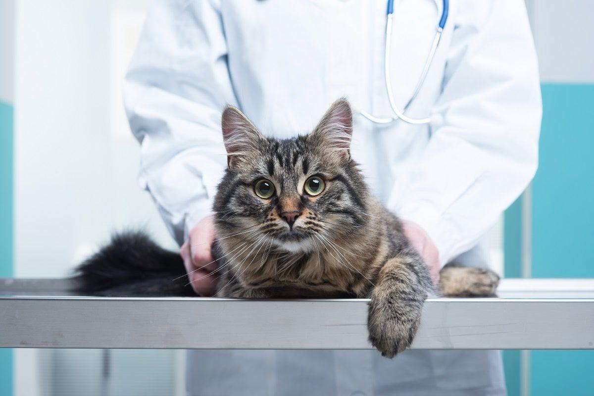 Choroby pęcherza moczowego u kotów po sterylizacji