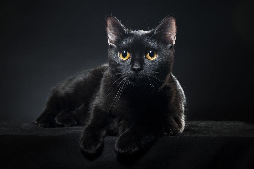 czarny kot leży na czarnym tle.jpg