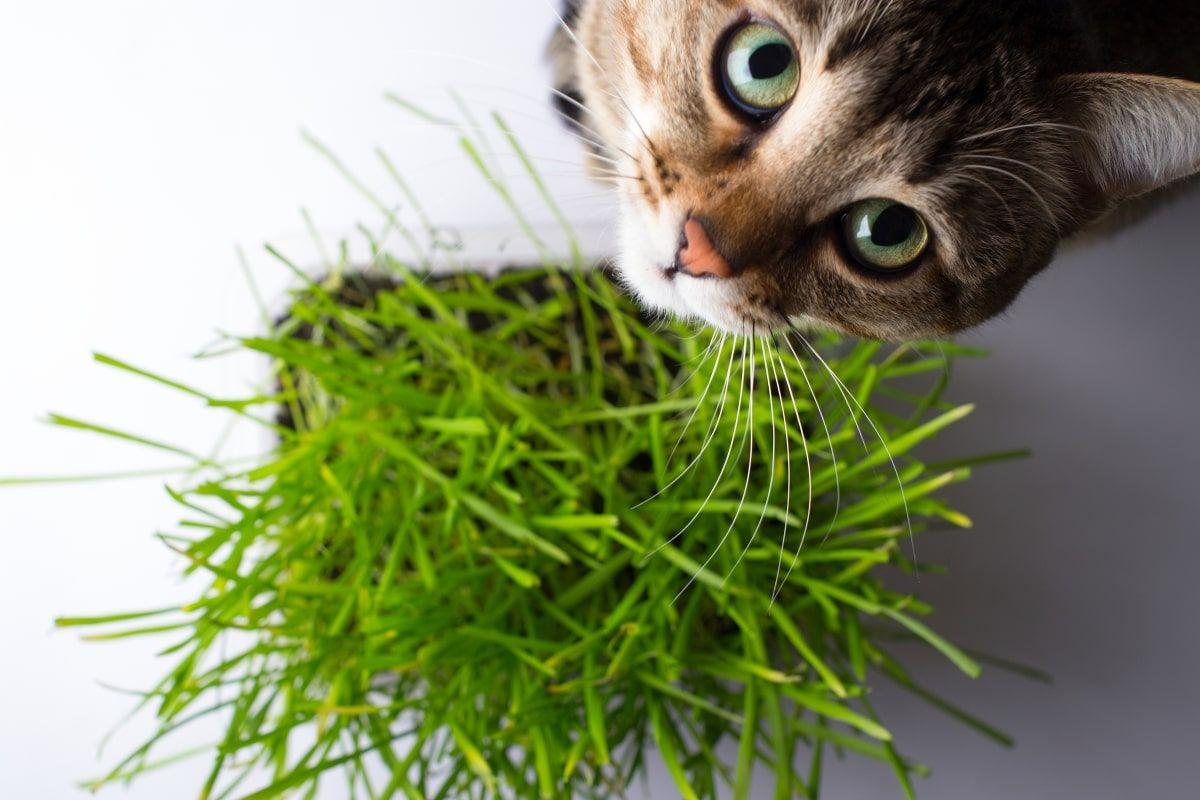 jak wysiać trawę dla kota