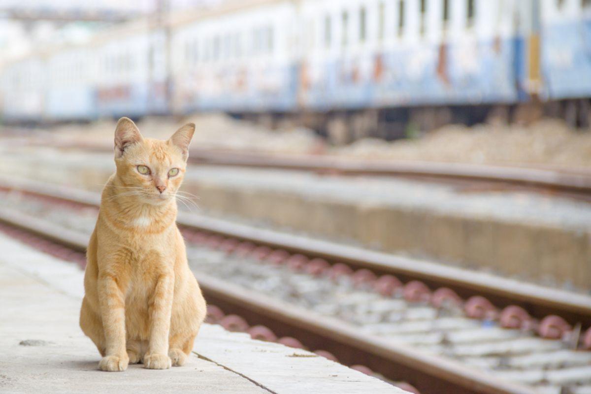 konduktorka wyrzuciła kota z pociągu