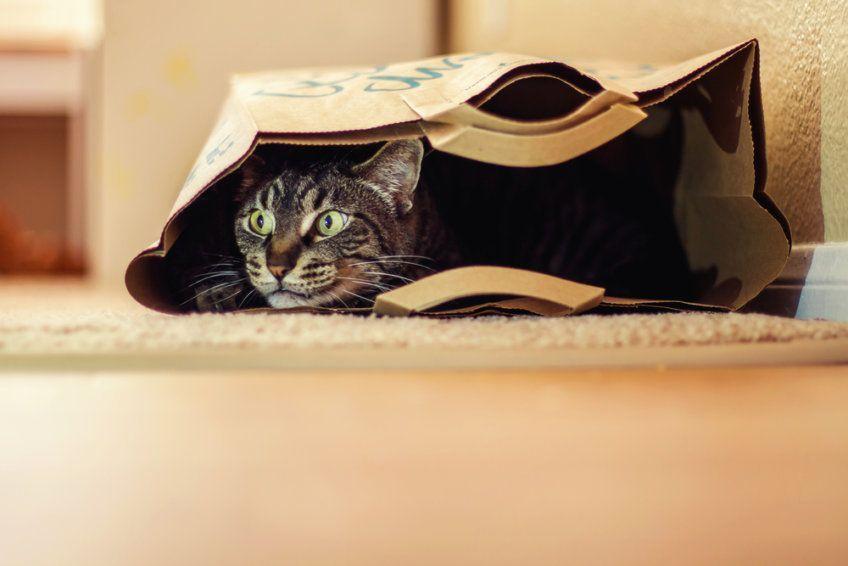 kot w papierowej torbie