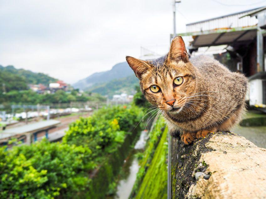 kot na murze w otoczeniu gór