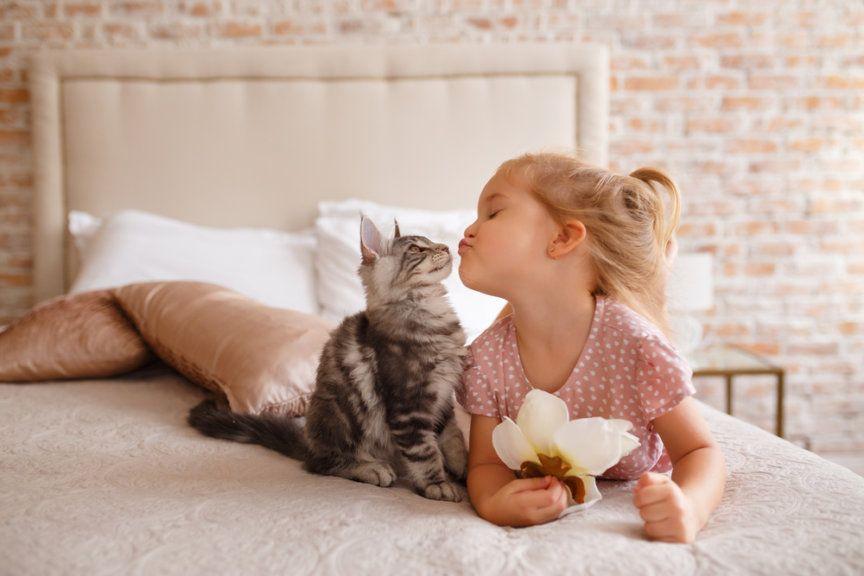 Udomowione koty, kot z małą dziewczynką