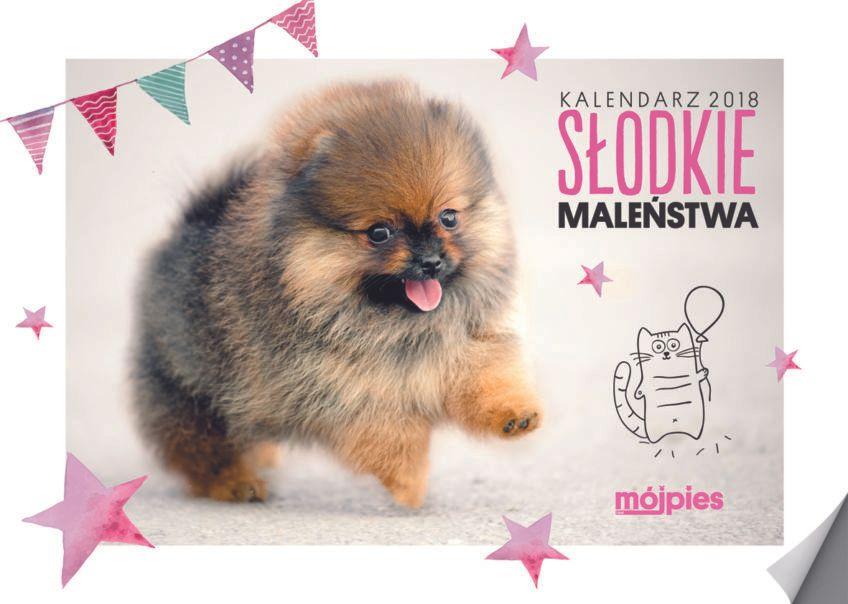 kalendarz mój pies i kot