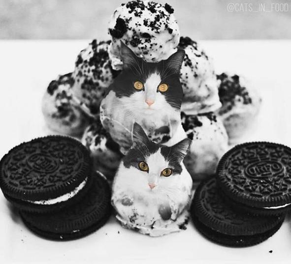 cats in food"