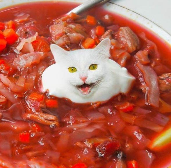 cats in food"