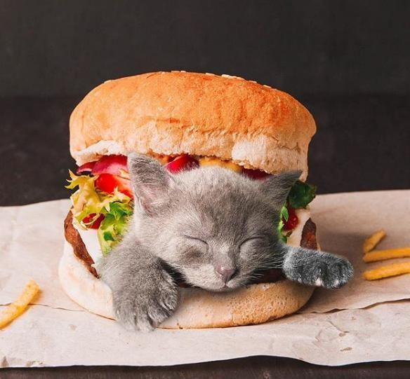 cats in food"