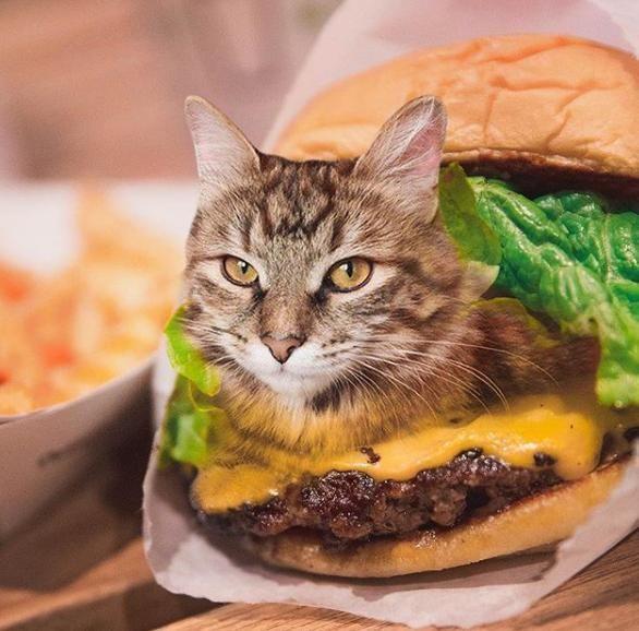 cats in food"