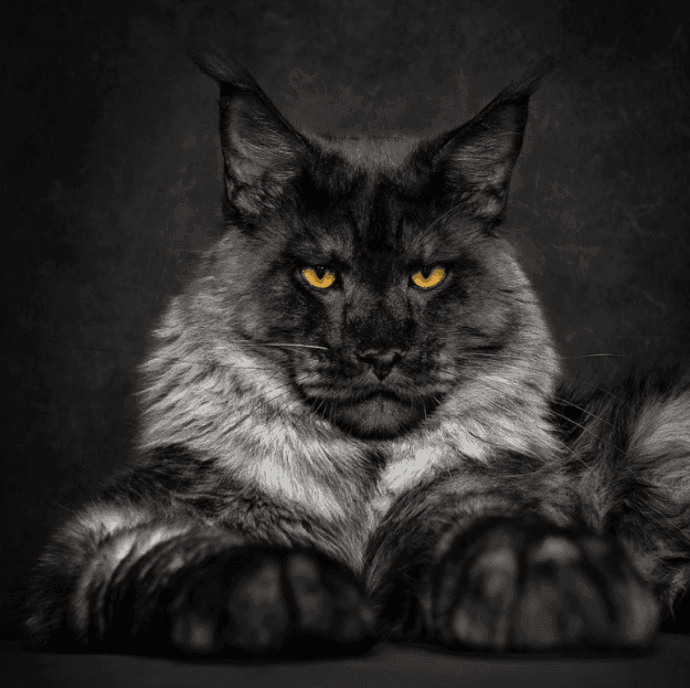 maine coon