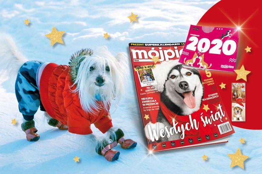 mpik, mój pies i kot