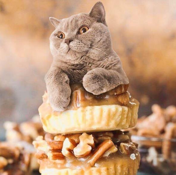 cats in food"