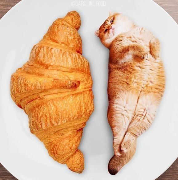 cats in food"