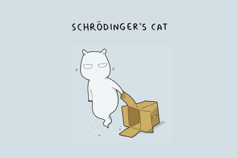 Kota Schrodingera