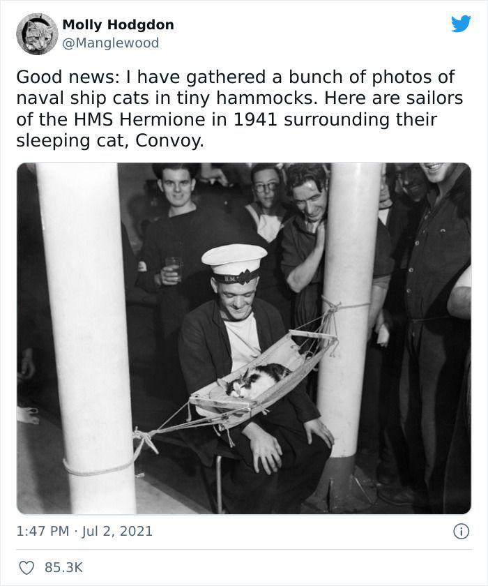 Twitter User Shared 14 Historical Photos Of Cats Chilling In Their Tiny Hammocks Aboard Naval Ships