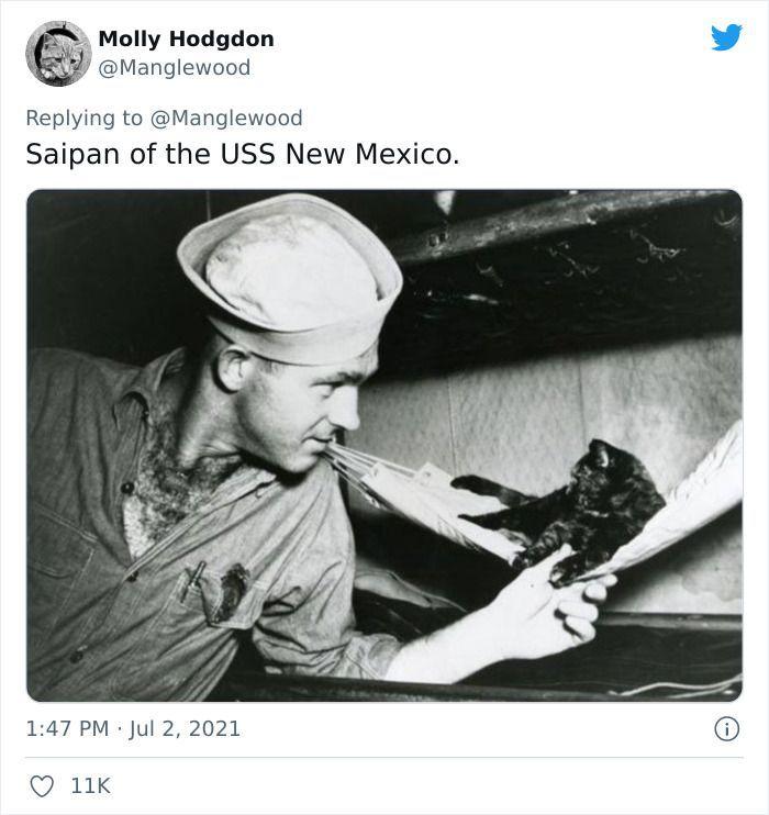 Twitter User Shared 14 Historical Photos Of Cats Chilling In Their Tiny Hammocks Aboard Naval Ships