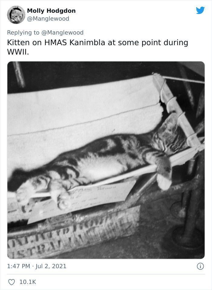Twitter User Shared 14 Historical Photos Of Cats Chilling In Their Tiny Hammocks Aboard Naval Ships
