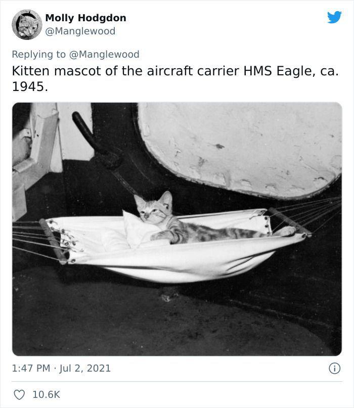 Twitter User Shared 14 Historical Photos Of Cats Chilling In Their Tiny Hammocks Aboard Naval Ships