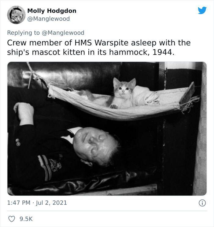 Twitter User Shared 14 Historical Photos Of Cats Chilling In Their Tiny Hammocks Aboard Naval Ships