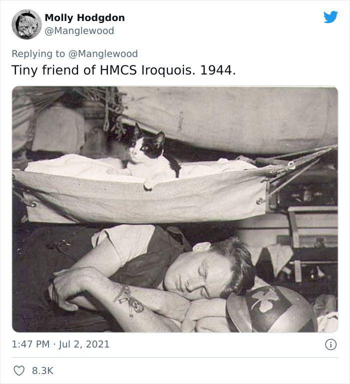 Twitter User Shared 14 Historical Photos Of Cats Chilling In Their Tiny Hammocks Aboard Naval Ships