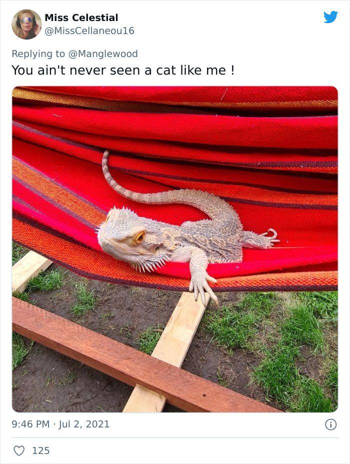 Twitter User Shared 14 Historical Photos Of Cats Chilling In Their Tiny Hammocks Aboard Naval Ships