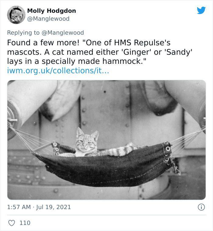 Twitter User Shared 14 Historical Photos Of Cats Chilling In Their Tiny Hammocks Aboard Naval Ships