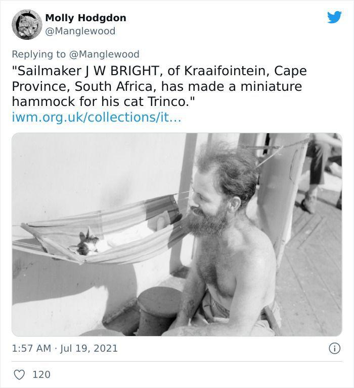 Twitter User Shared 14 Historical Photos Of Cats Chilling In Their Tiny Hammocks Aboard Naval Ships