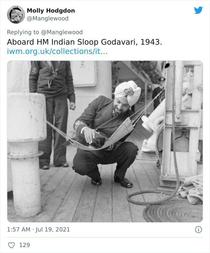 Twitter User Shared 14 Historical Photos Of Cats Chilling In Their Tiny Hammocks Aboard Naval Ships