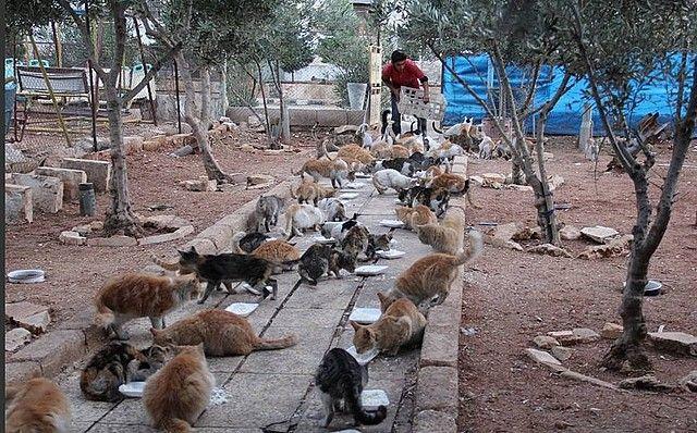 koty w aleppo