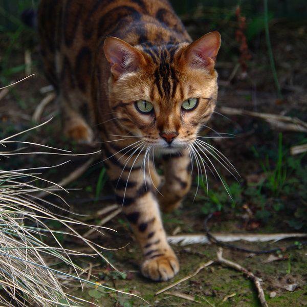 thor kot bengalski