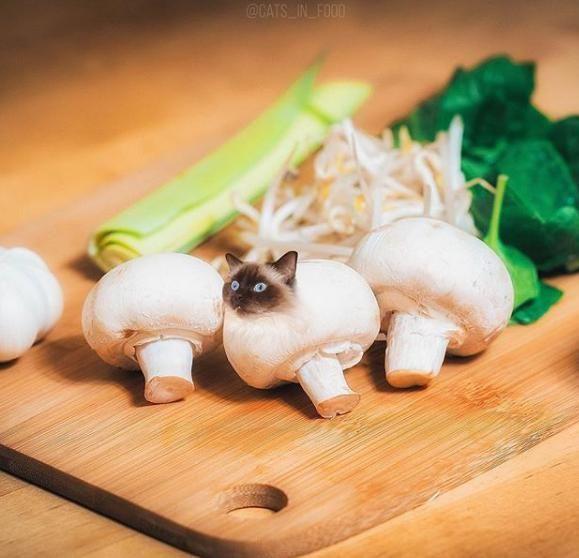 cats in food"