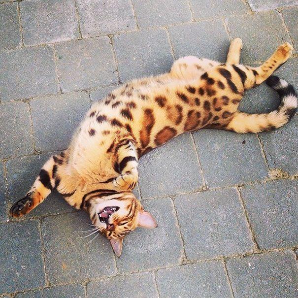 thor kot bengalski