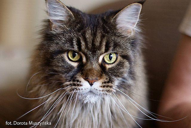 maine coon