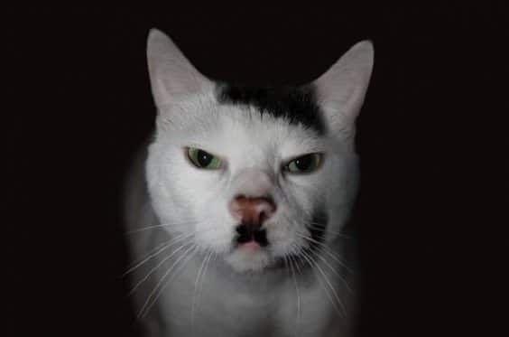 35 Cats with totally cool markings