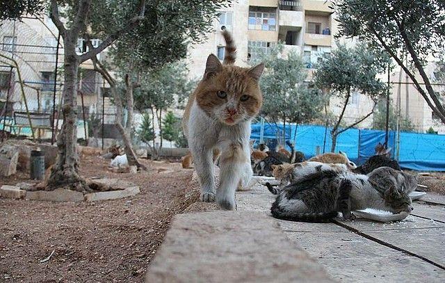 koty w aleppo