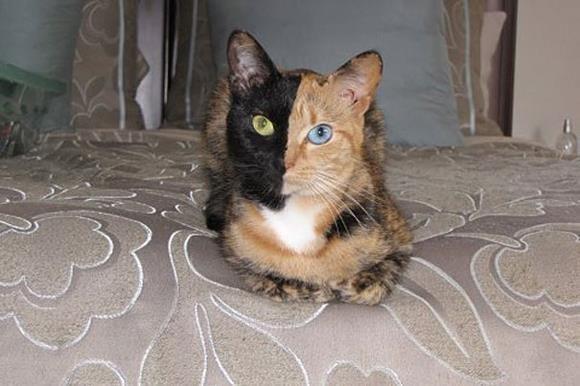 venus kocia chimera