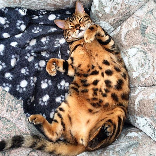 Thor kot bengalski