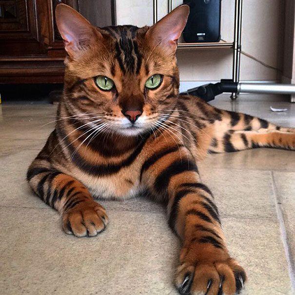 thor kot bengalski