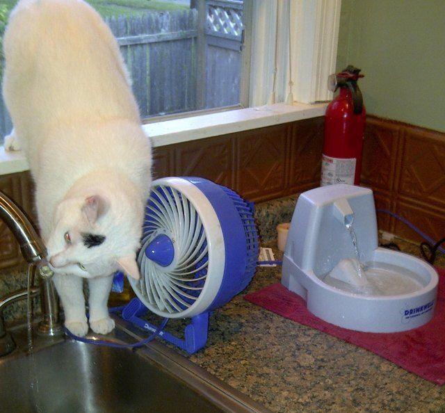 Cat next to fancy water fountain drinking from kitchen sink.
