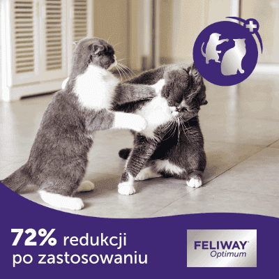 konflikty między kotami