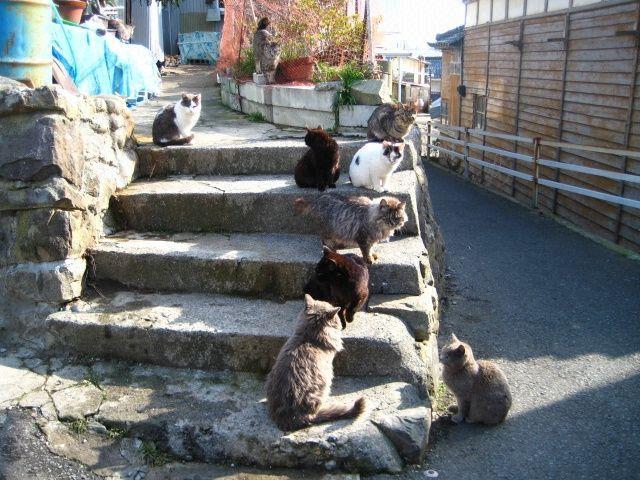 koty Tashiro-jima