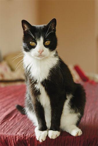 Tofik