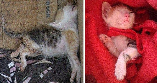 koty przed i po adopcji 